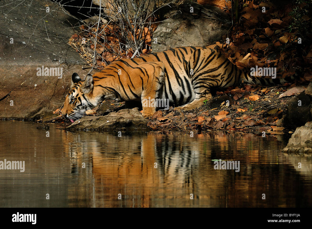 2-year-old femmina di tigre del Bengala acqua potabile da un flusso di luce brillante su una mattina d'estate in Bandhavgarh Riserva della Tigre Foto Stock