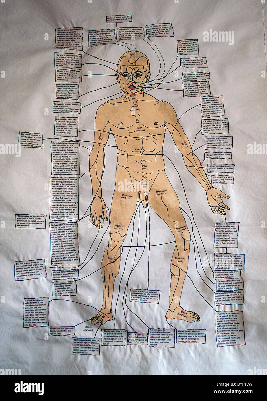 Diagrammi medievale dell'anatomia umana Foto Stock