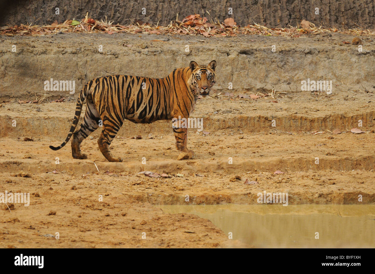 2,5-anno-vecchio maschio di tigre del Bengala cercando su da sul secco del letto di un uomo fatto waterhole in Bandhavgarh Riserva della Tigre, India Foto Stock