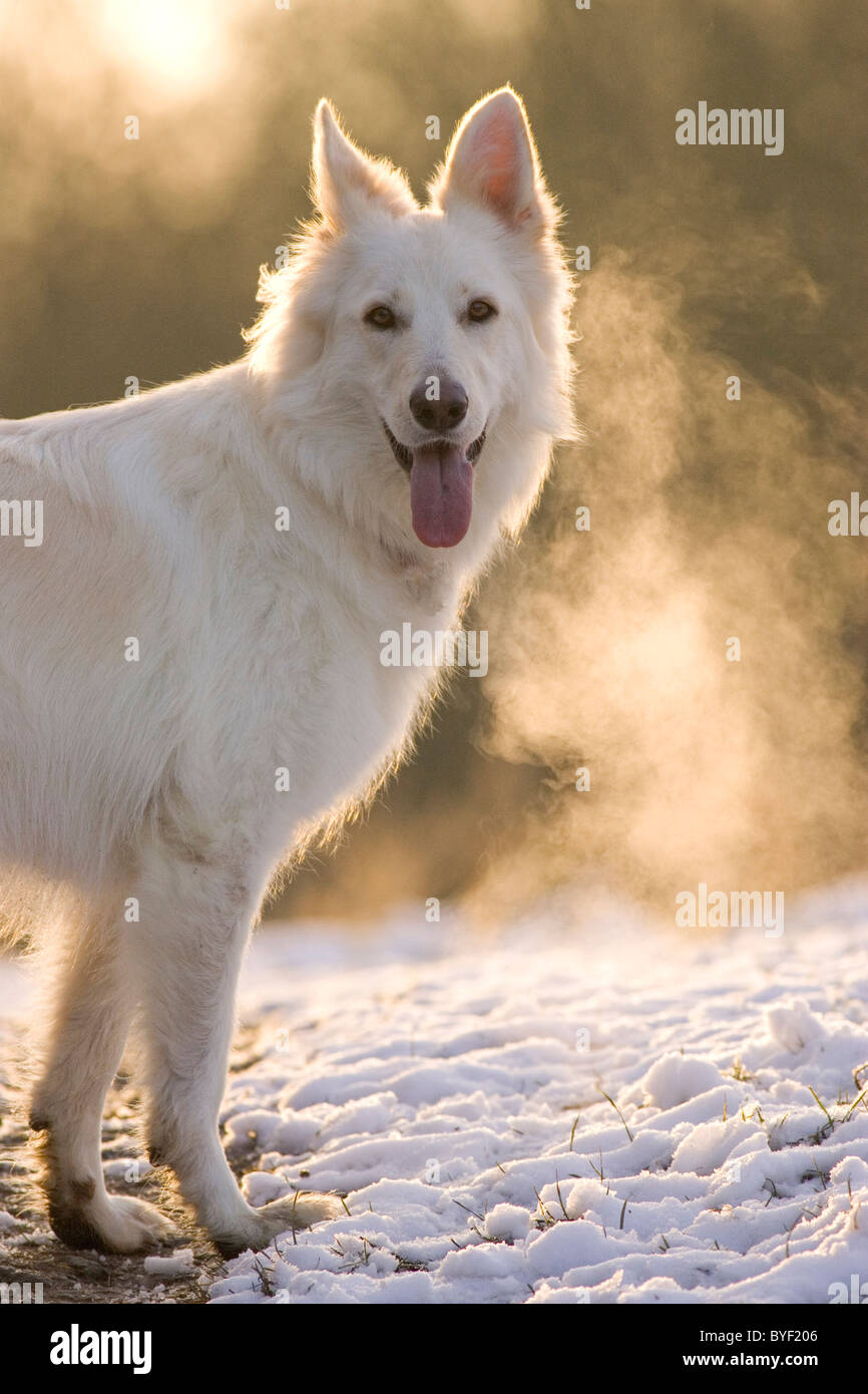 Bianco pastore tedesco nella neve Foto Stock