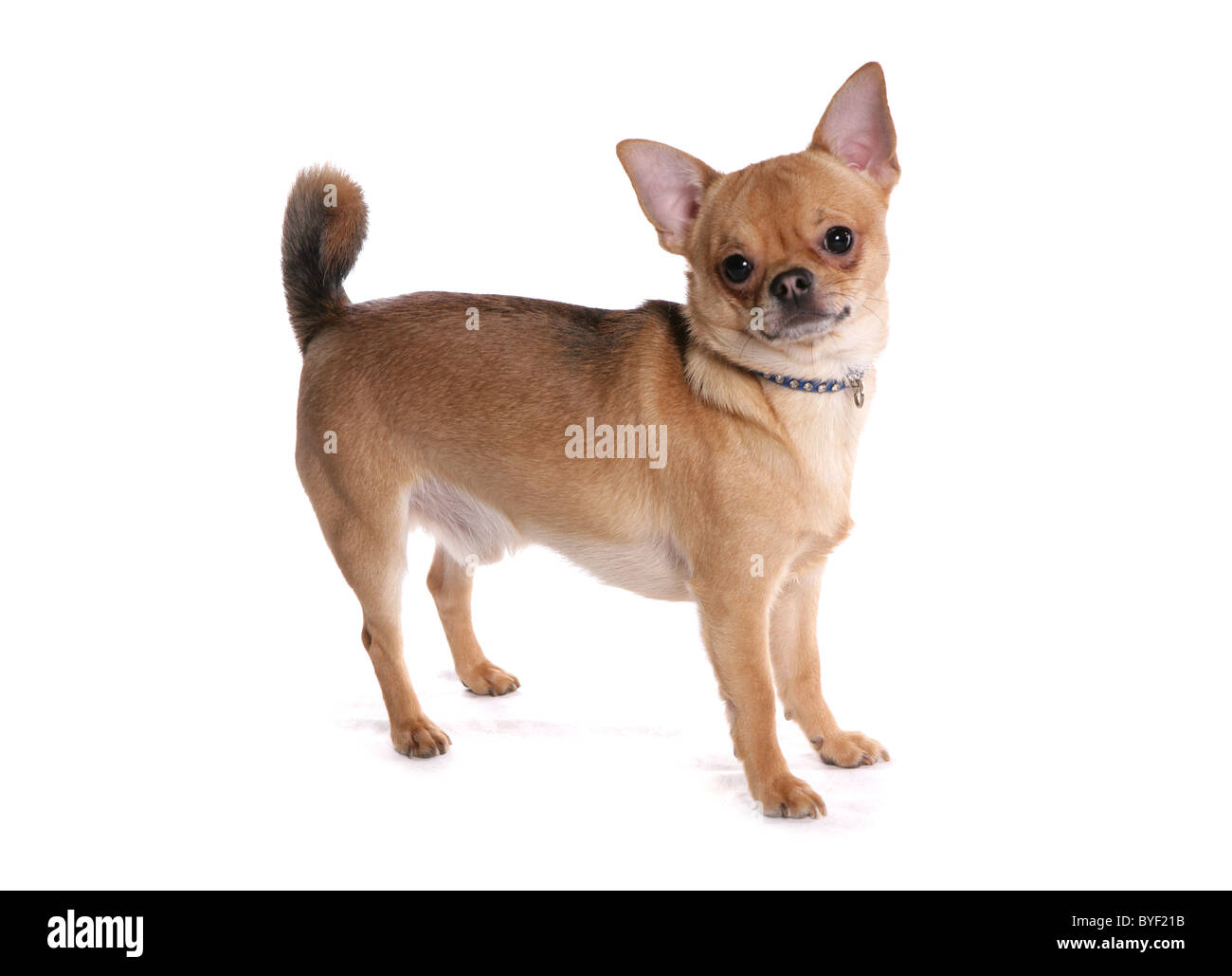 Chihuahua cane singolo adulto maschio studio permanente Foto Stock
