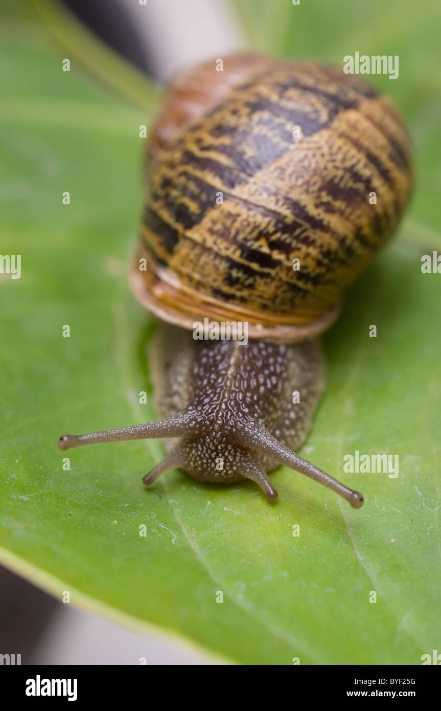 Foto di un giardino lumaca (Helix Aspersa) Foto Stock