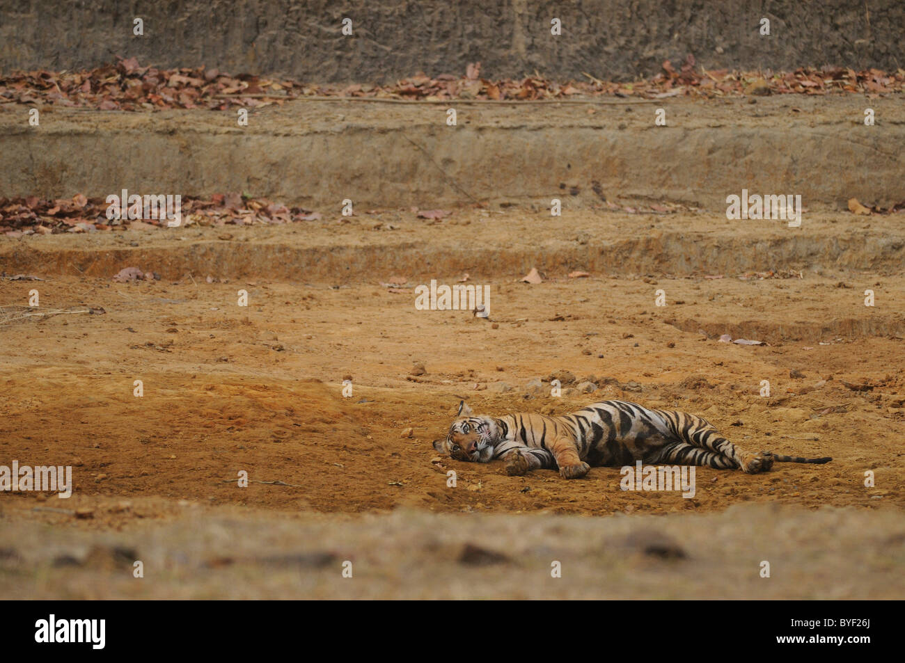 2,5-anno-vecchio maschio di tigre del Bengala in appoggio in una dry man-made waterhole in Bandhavgarh Riserva della Tigre, India. Foto Stock