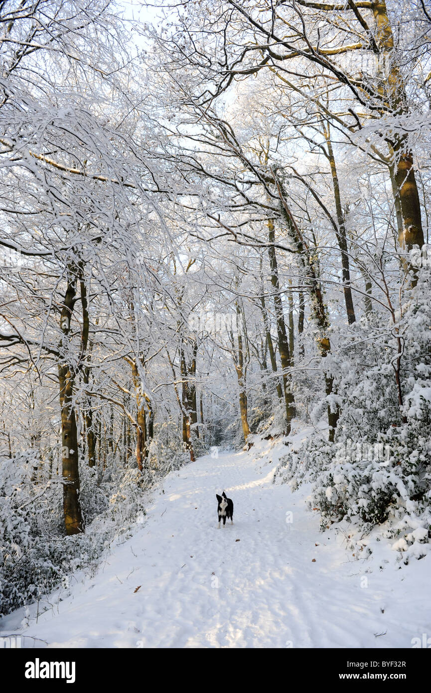 Gli alberi del bosco in inverno la neve e il gelo trasformata per forte gradiente nello Shropshire Foto Stock
