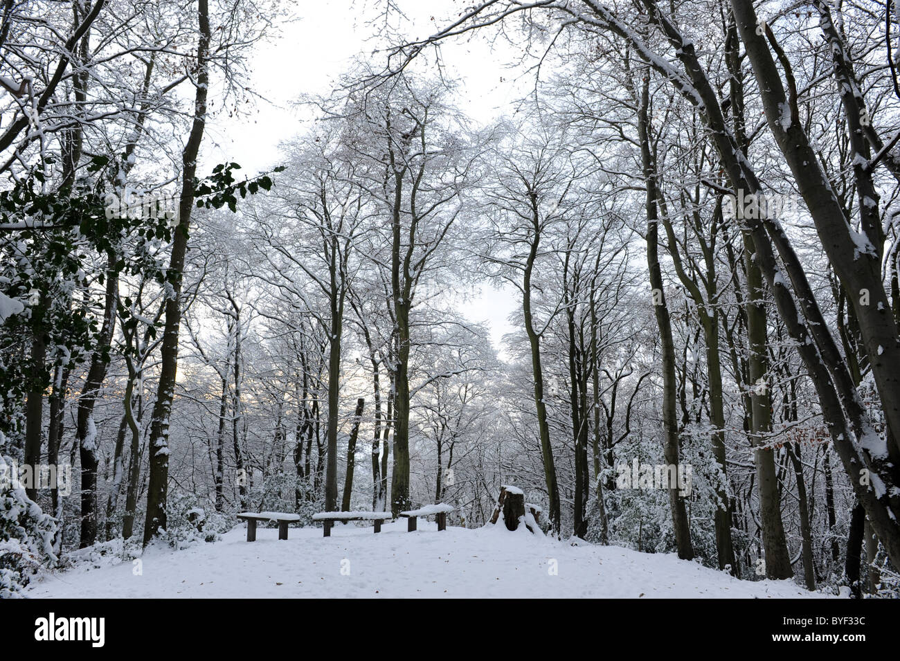 Gli alberi del bosco in inverno la neve e il gelo trasformata per forte gradiente nello Shropshire Foto Stock
