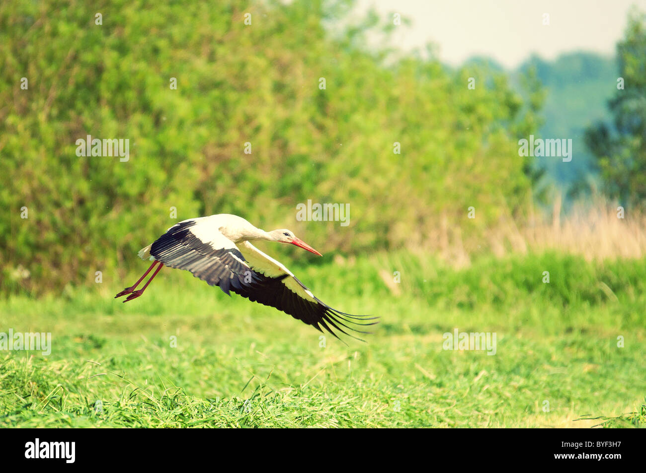 Cicogna bianca volando sul prato. Ciconia ciconia Foto Stock