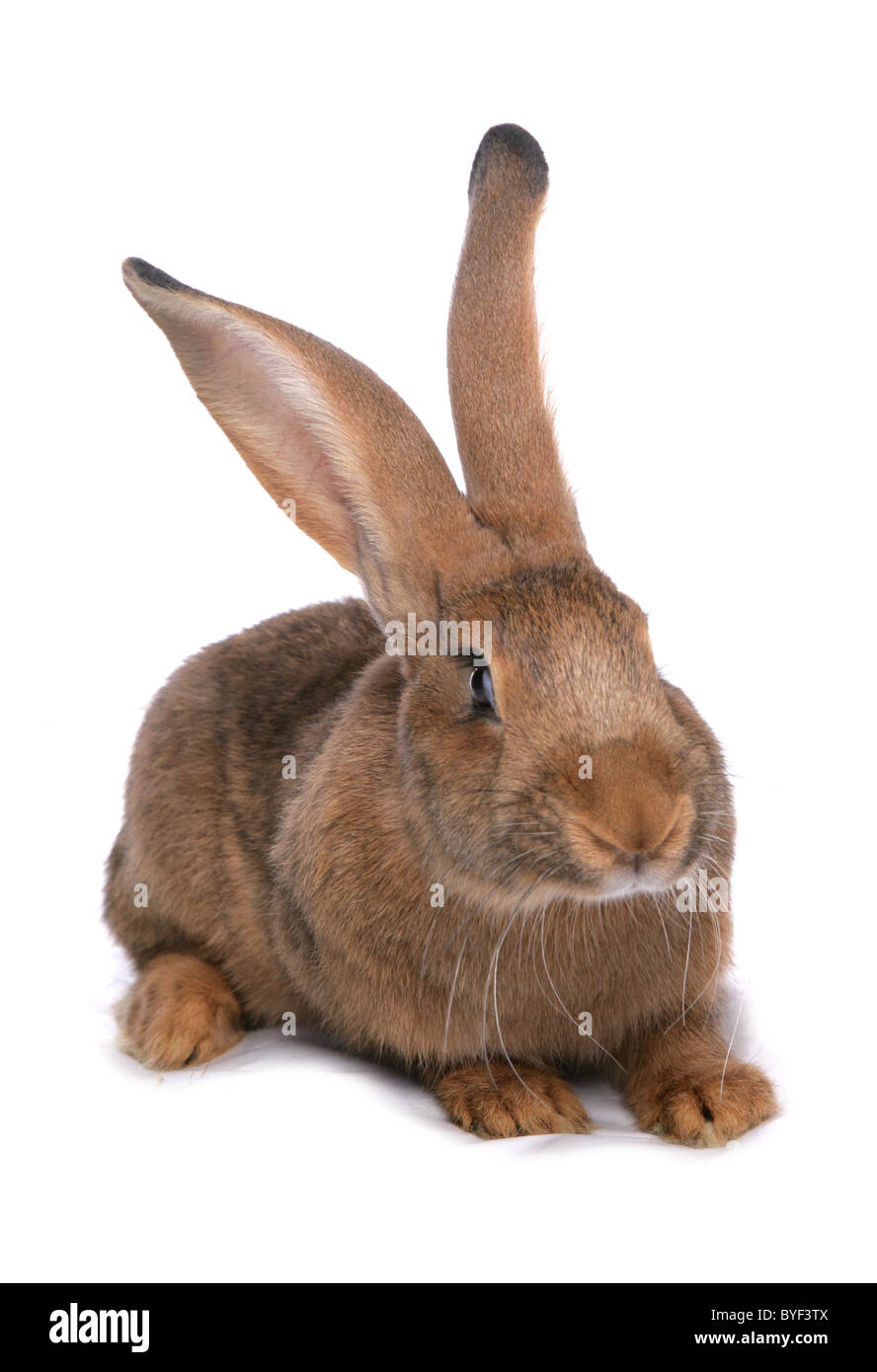 Il gigante marrone casa seduta di coniglio studio Foto Stock