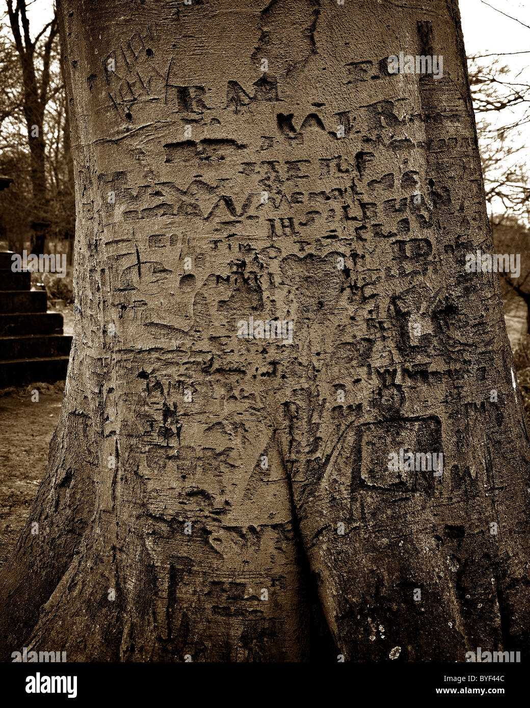 Dunham Massey parco nazionale i nomi ad albero carving amante amanti amore Foto Stock