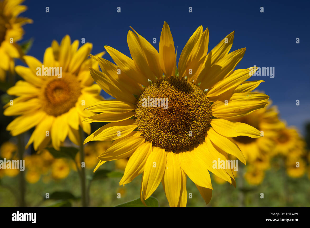 Girasoli.Provence Francia. Foto Stock