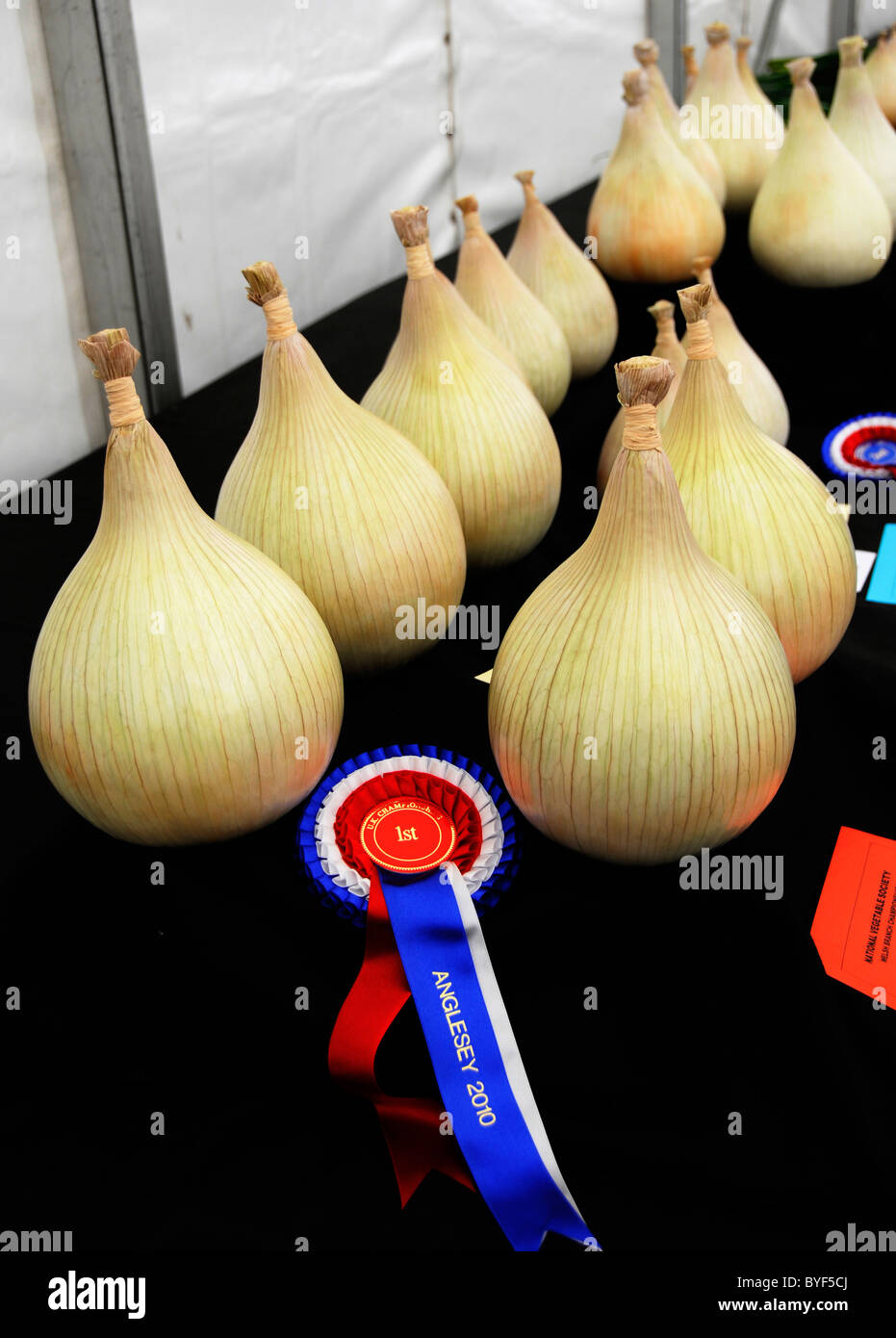 Premio le cipolle a uno spettacolo agricolo Foto Stock
