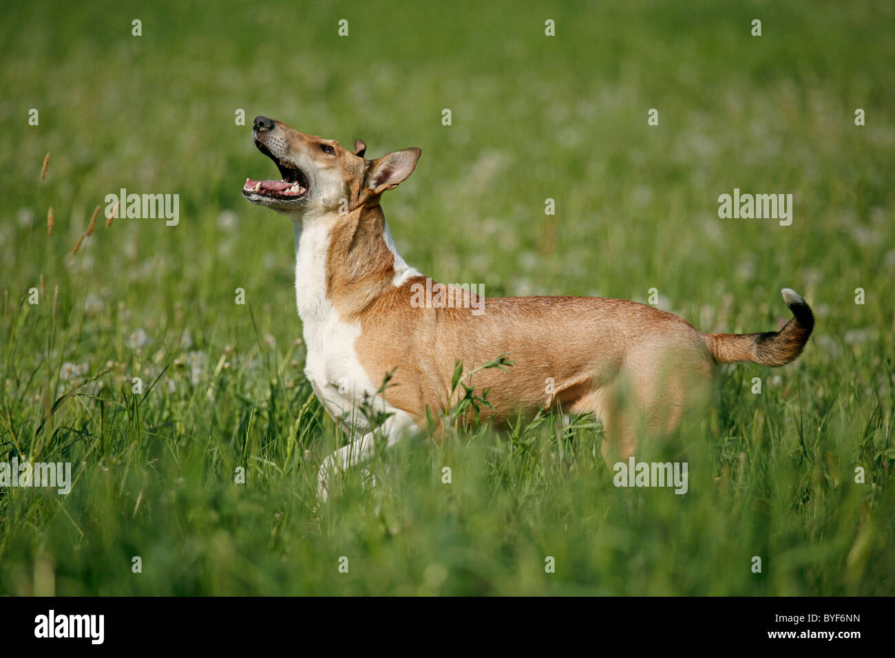 Kurzhaarcollie / dai capelli corti Collie Foto Stock