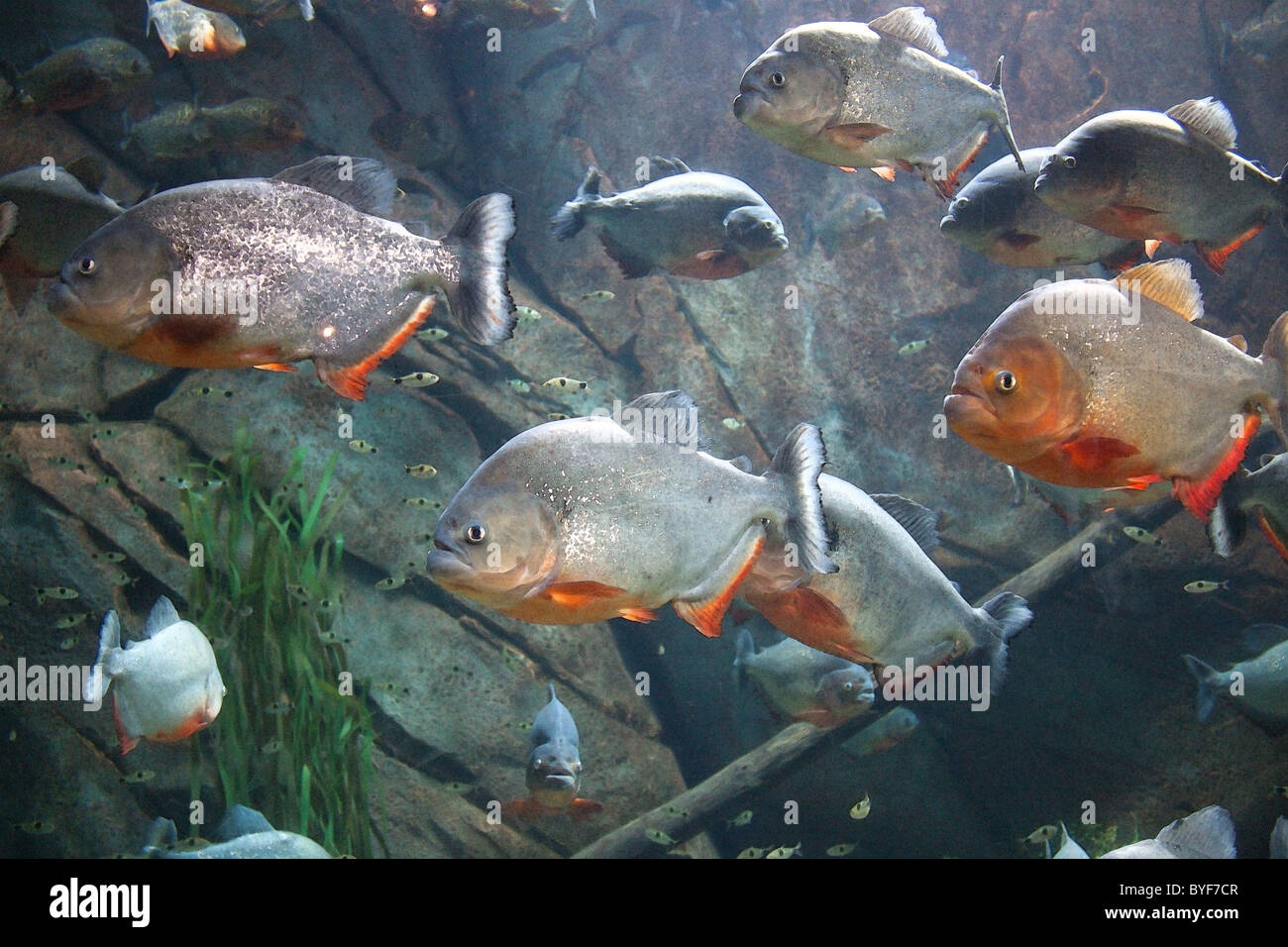Diversi piranha presso il Georgia Aquarium, Atlanta Foto Stock