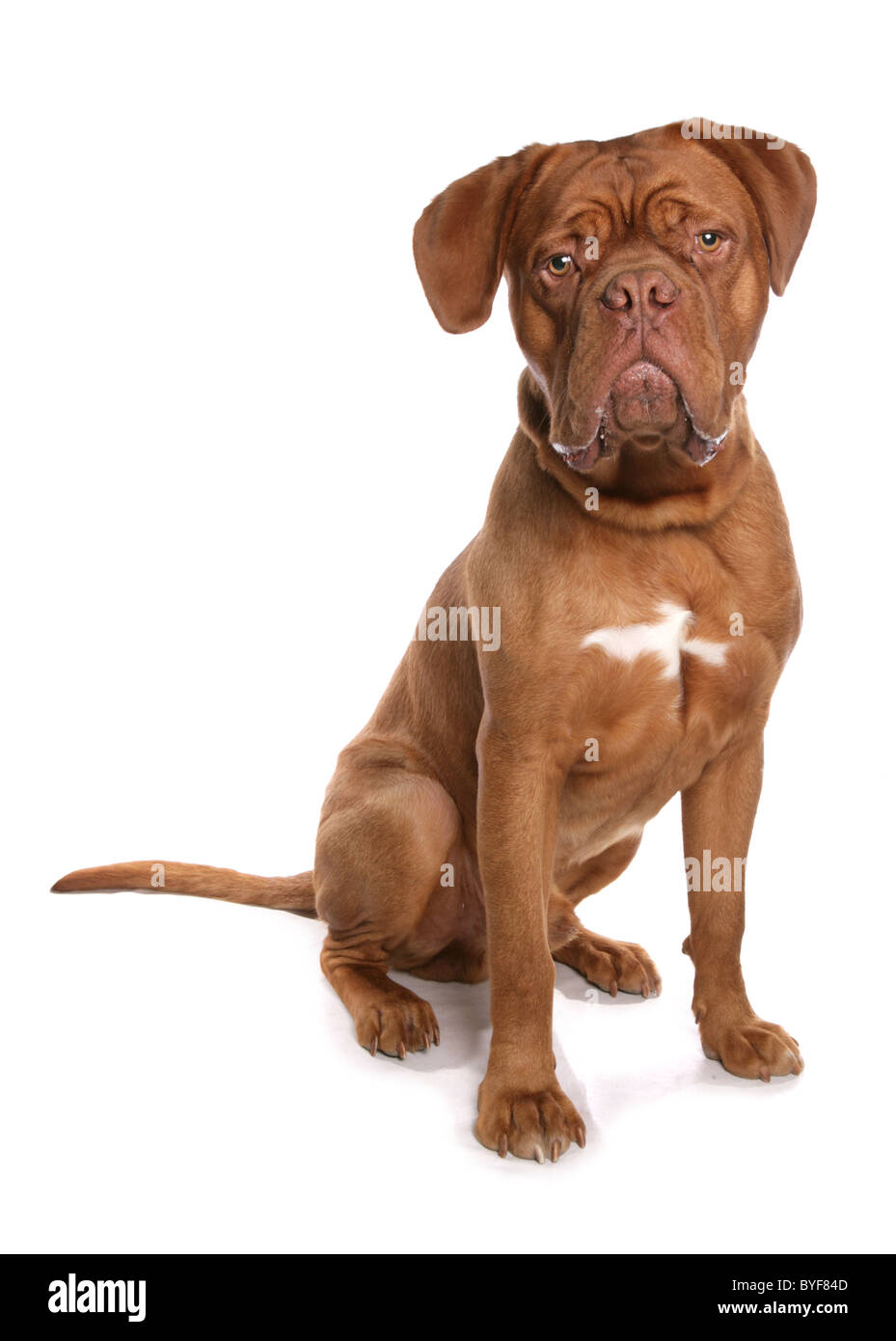 Il francese mastiff o Dogue de Bordeaux seduta studio Foto Stock