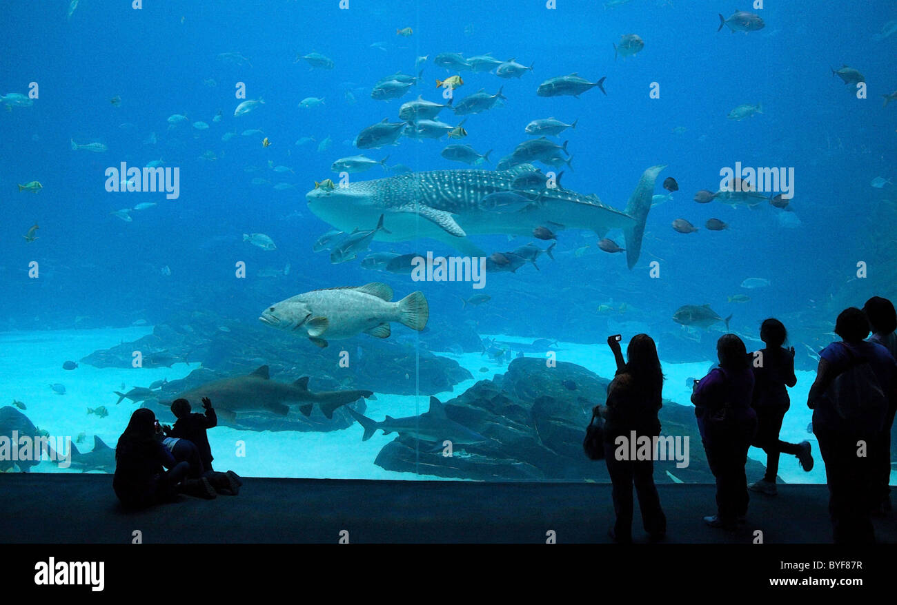 Persone che guardano i pesci nella grande vasca oceanica presso il Georgia Aquarium, Atlanta Foto Stock