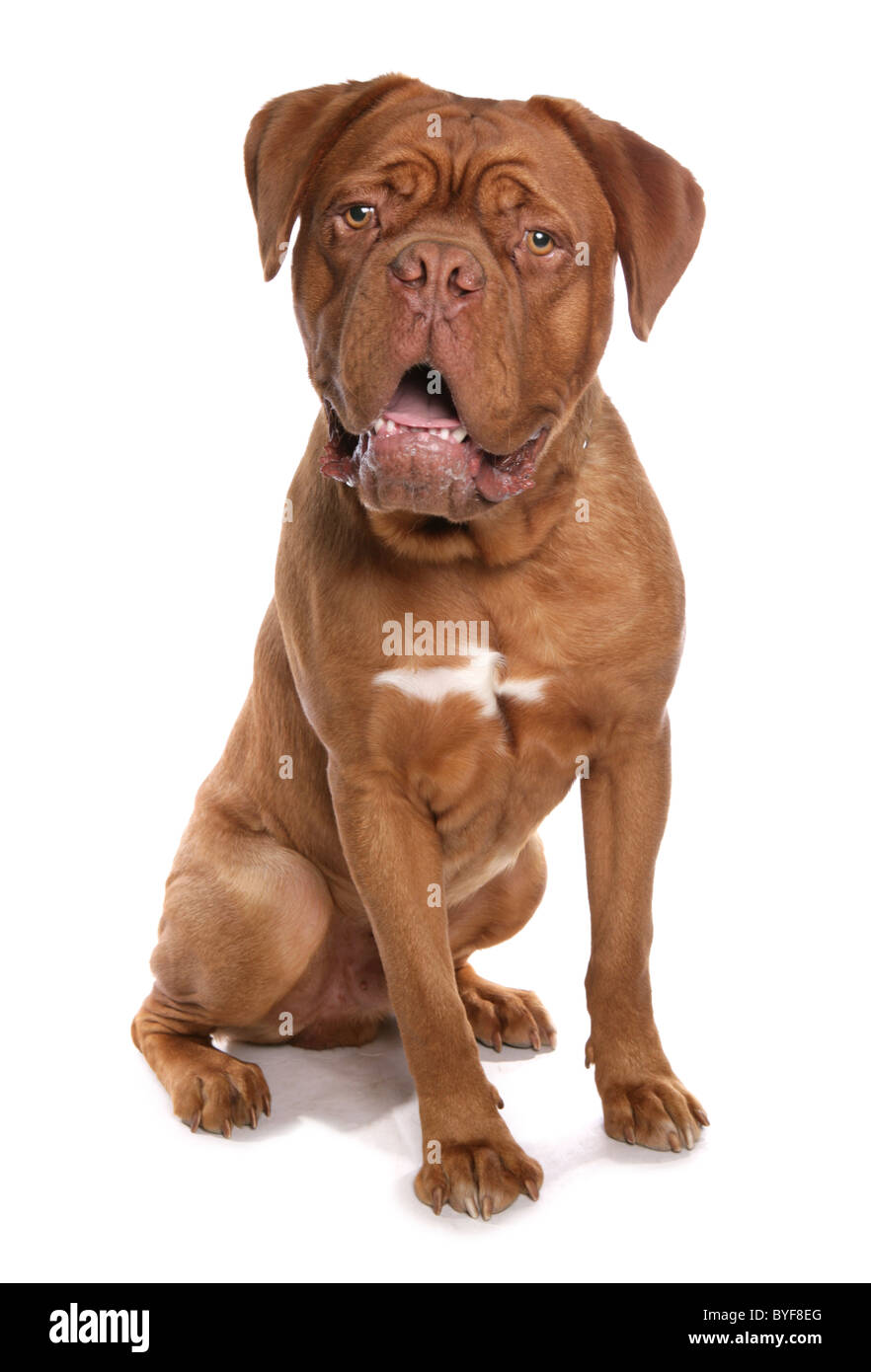 Il francese mastiff o Dogue de Bordeaux seduta studio Foto Stock
