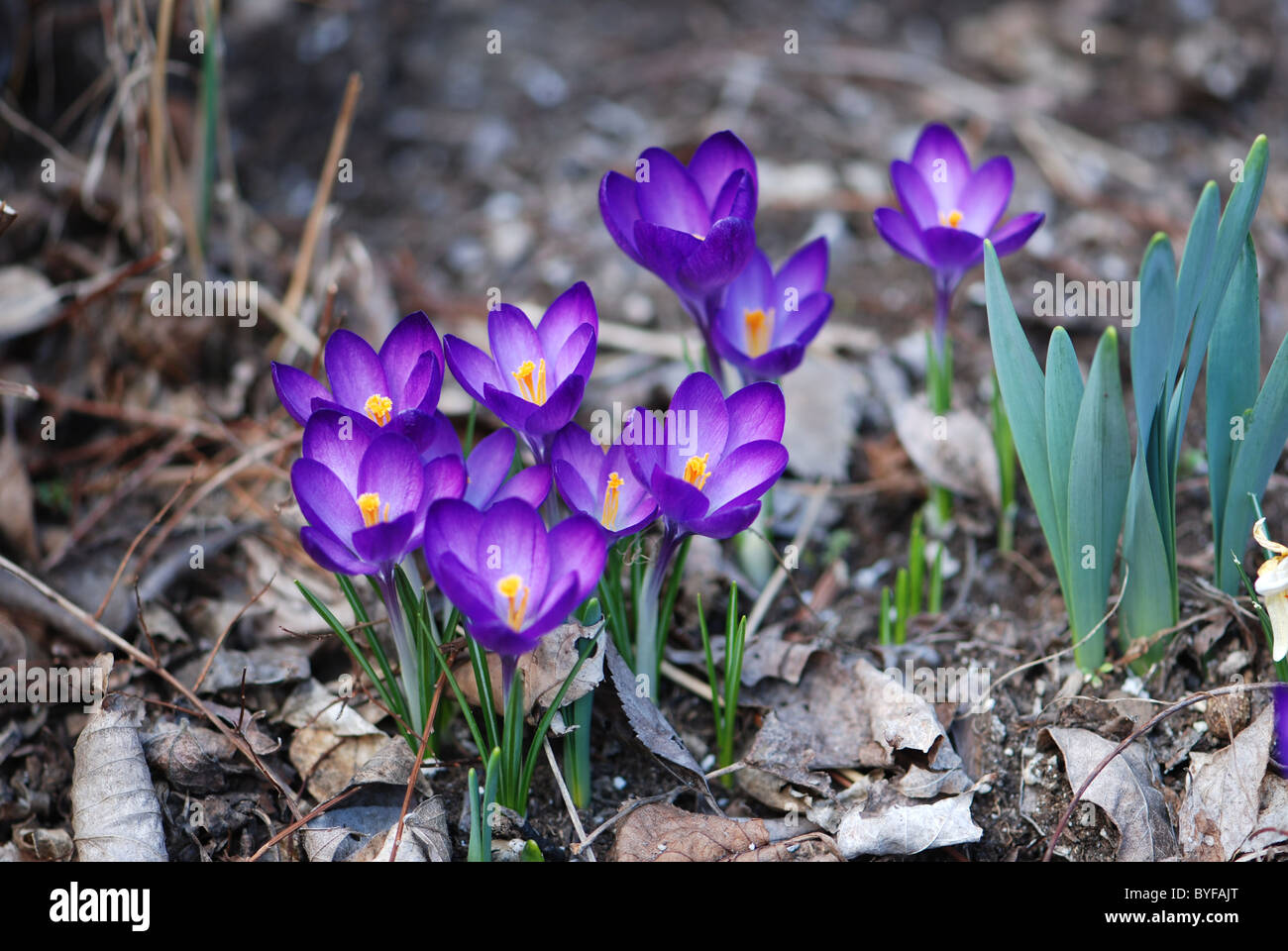 Viola crocus fiori in primavera Foto Stock