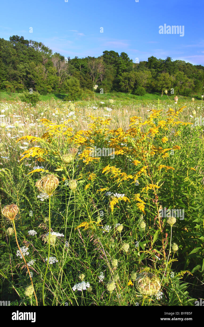 Shabbona Lake State Park - Illinois Foto Stock