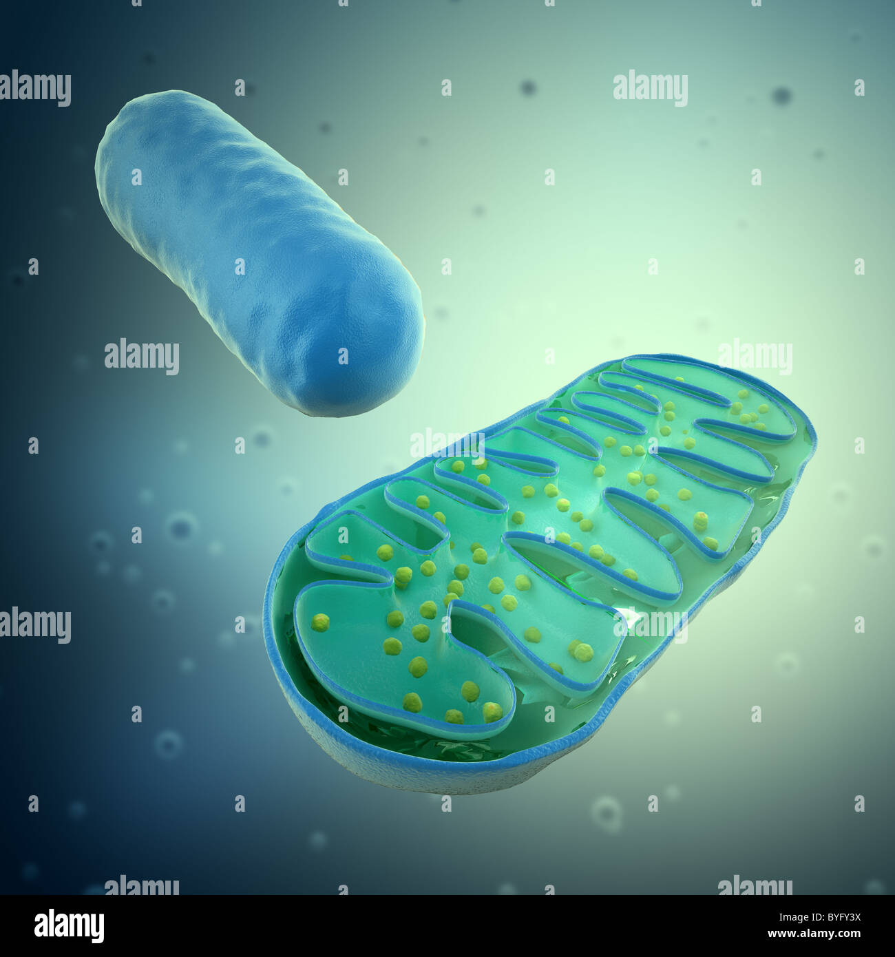 3D rendering di un Mitochondrium - illustrazione di microbiologia Foto Stock