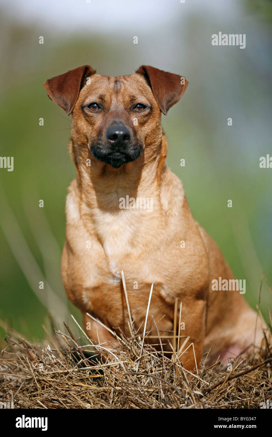 Sitzender Hund / seduta cane Foto Stock
