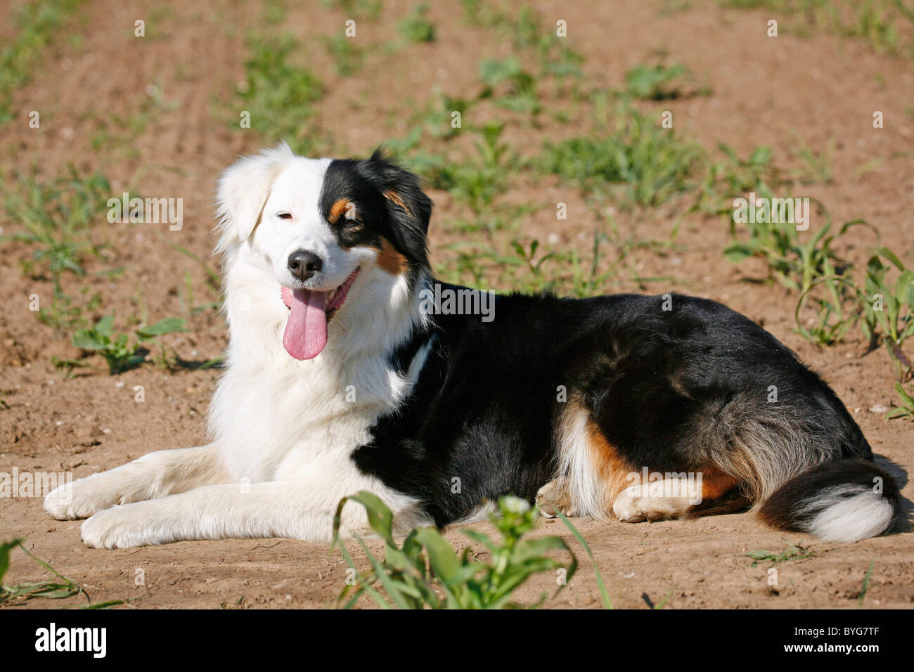 Pastore australiano Foto Stock