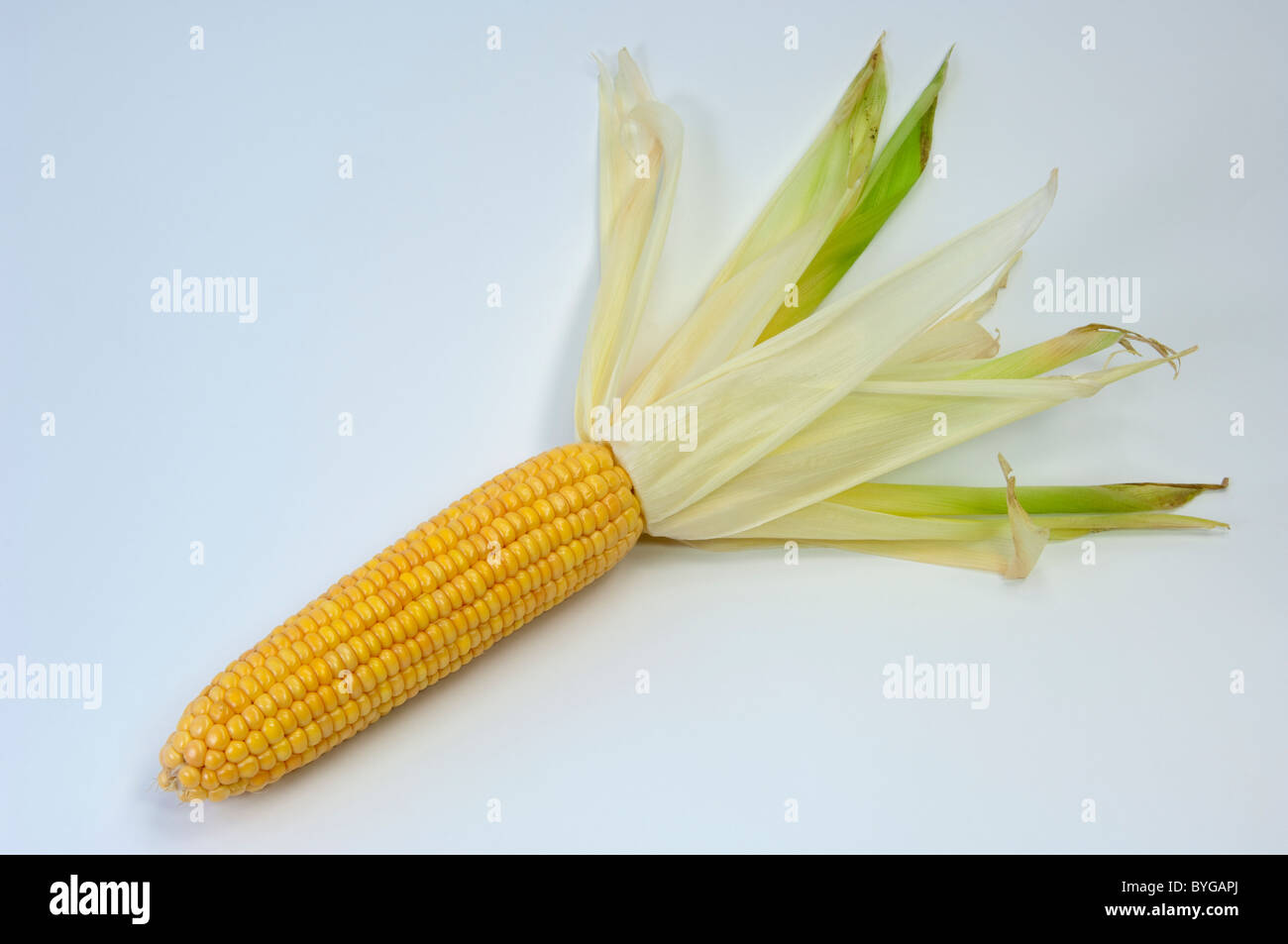 Granturco granturco (Zea mays). Mature tutolo di mais. Studio Immagine contro uno sfondo bianco. Foto Stock