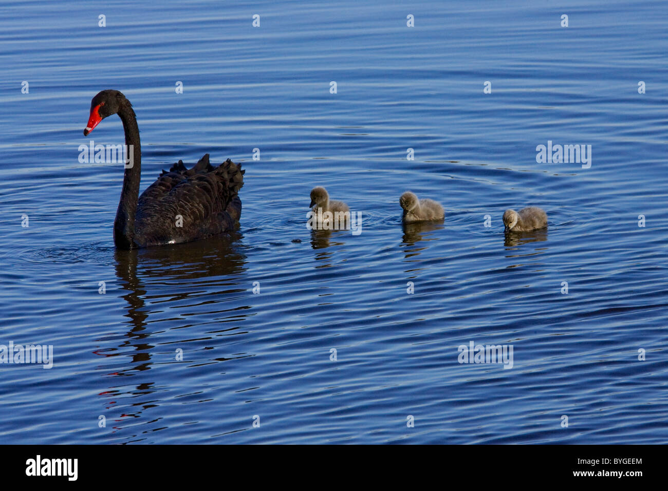 Adulto Black Swan con tre (3) cygnets (pulcini) Foto Stock