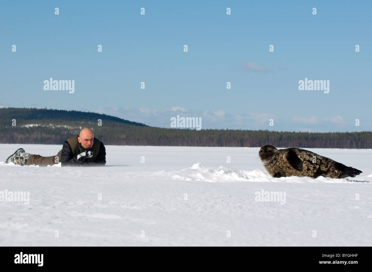 L uomo giace sulla neve e guarda alla guarnizione inanellato vicino a ice-foro. Guarnizione Jar, netsik o nattiq (Pusa hispida), Mare Bianco, artiche, Russia Foto Stock