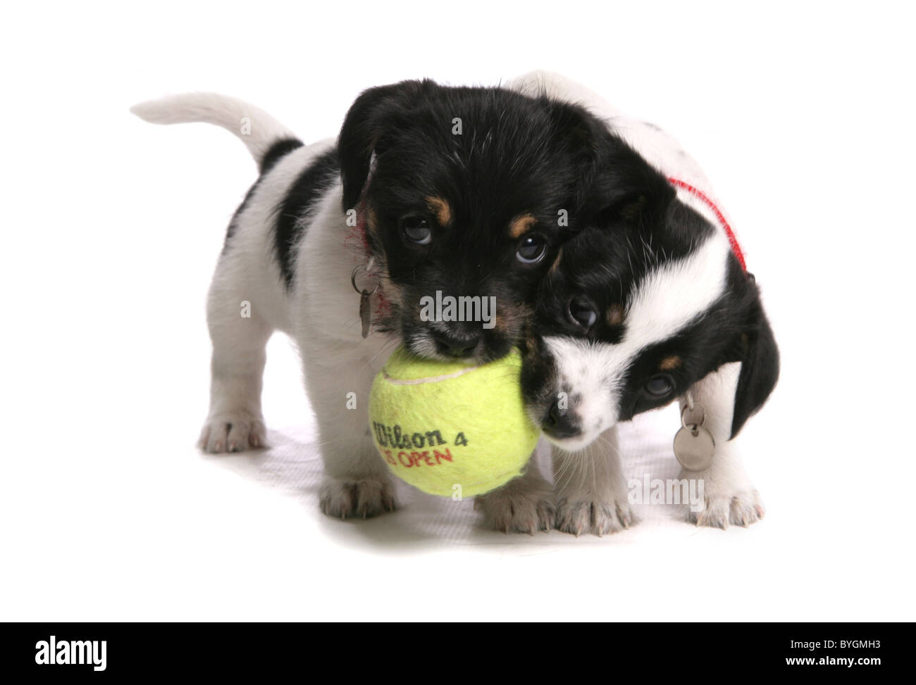 Jack Russell cuccioli giocando con una palla da tennis studio Foto Stock