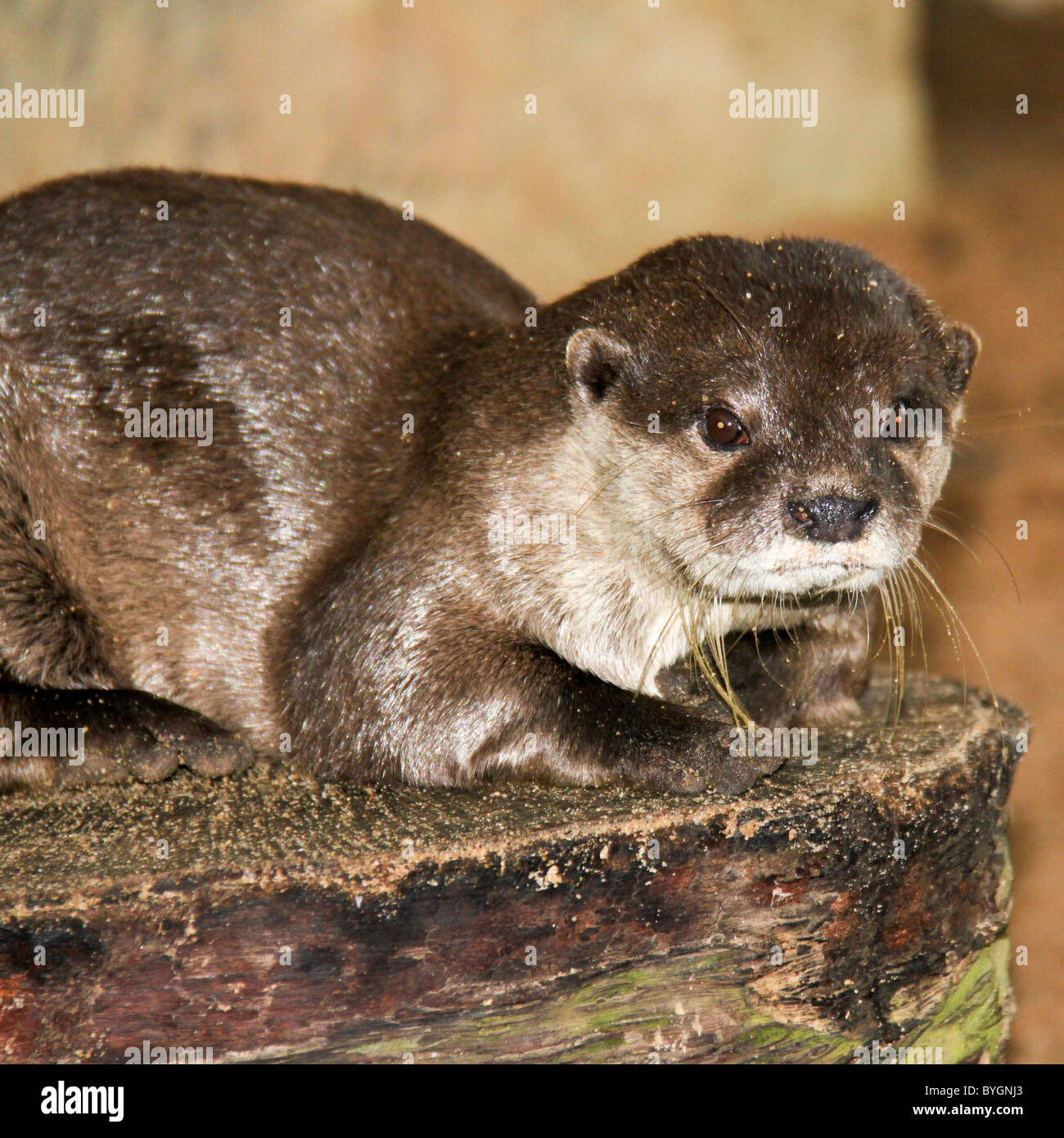 Lontra asiatica al Mondo Subacqueo, Mooloolaba, Queensland, Australia Foto Stock