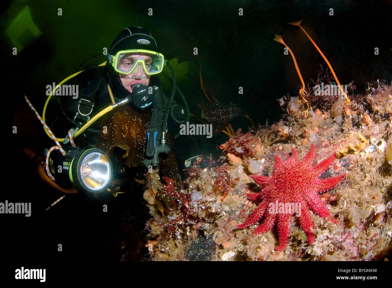 Subacqueo e stelle marine sunstar comune (crossaster papposus) Foto Stock