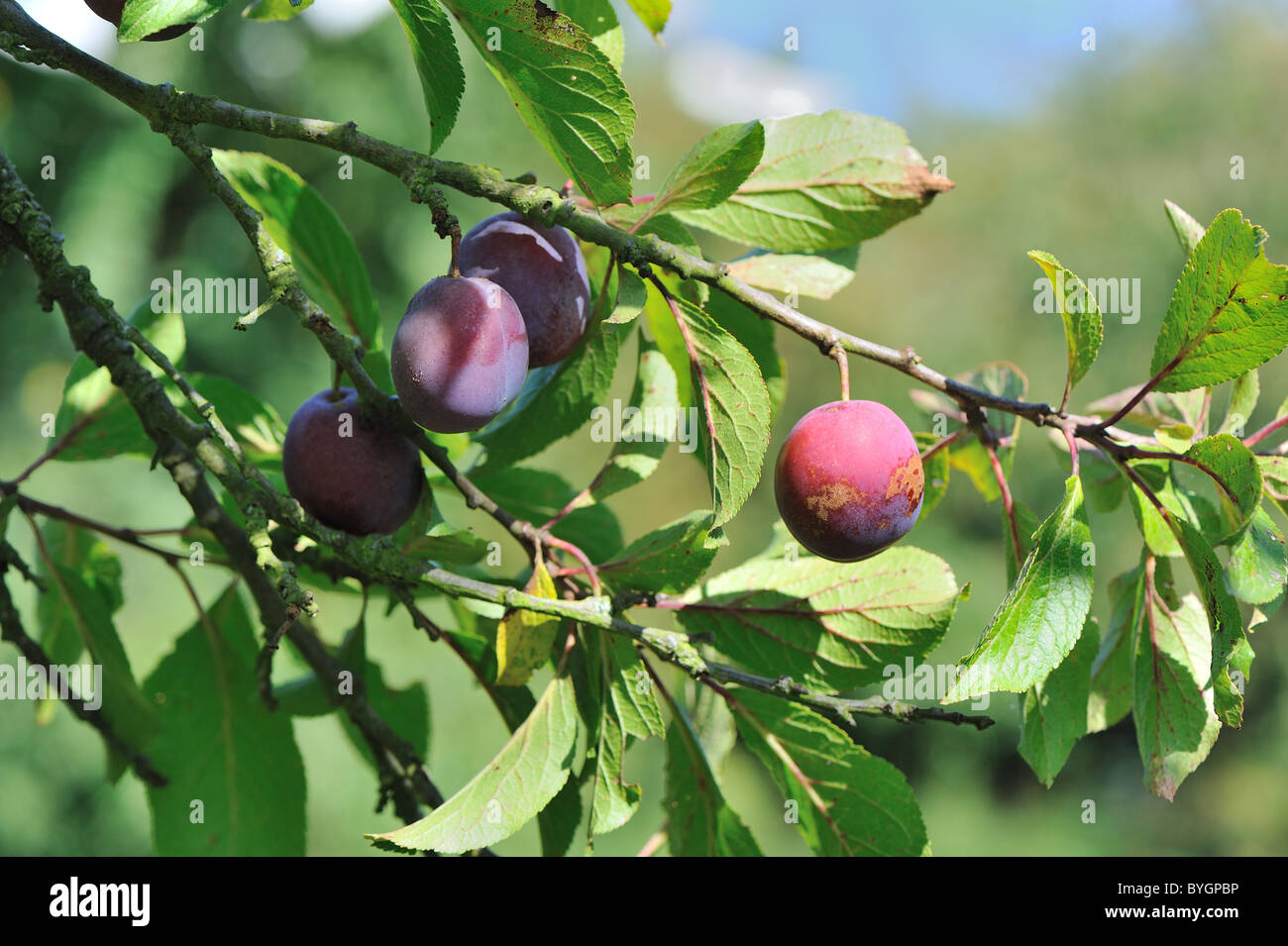Prugna-tree (Prunus domestica) ramo con prugne in estate - Louvain-La-Neuve - Belgio Foto Stock