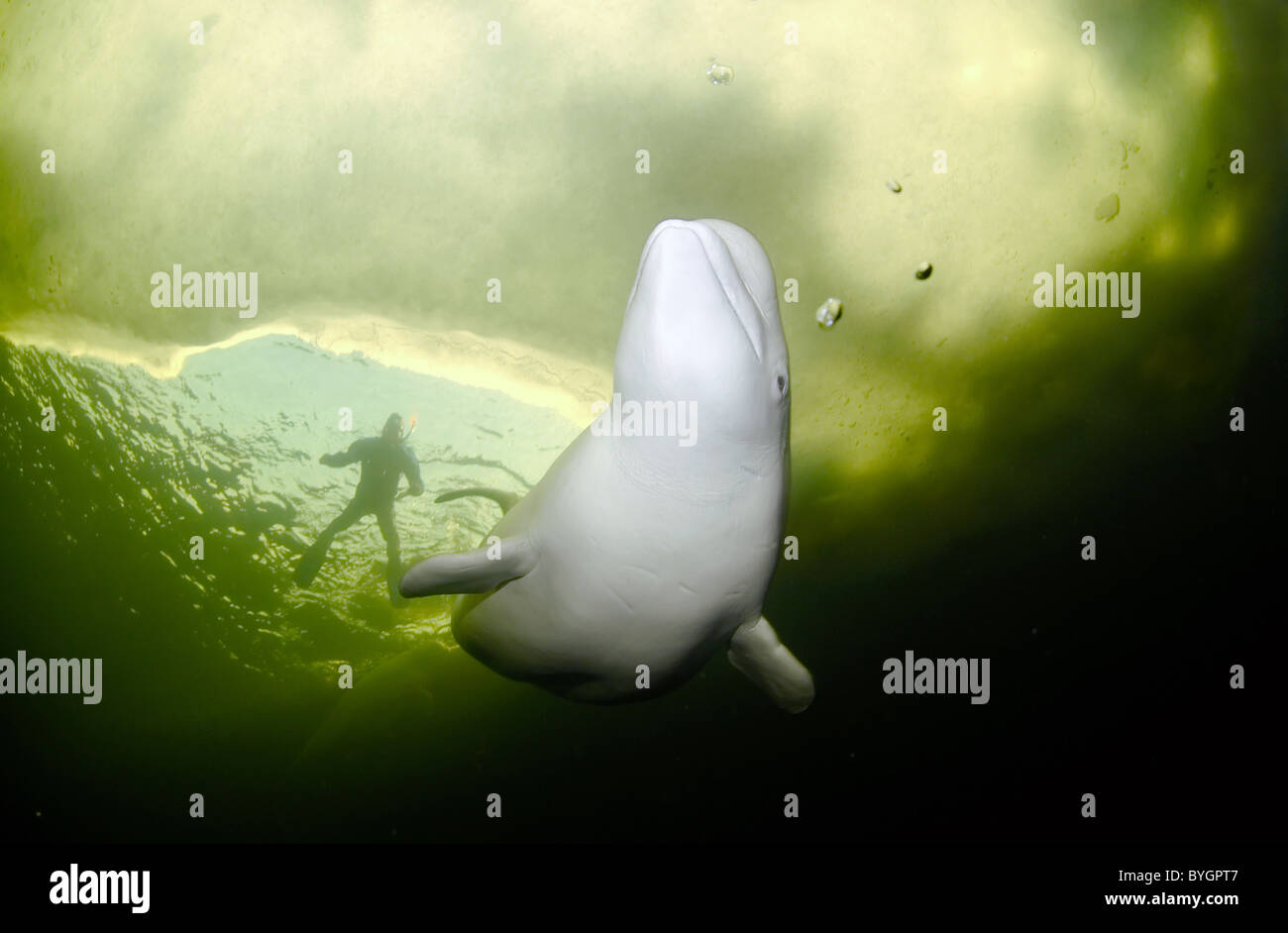 Freediver con il Beluga nuotare sotto il ghiaccio. Balena bianca (Delphinapterus leucas), Mare Bianco, Nord della Karelia, artiche, Russia Foto Stock