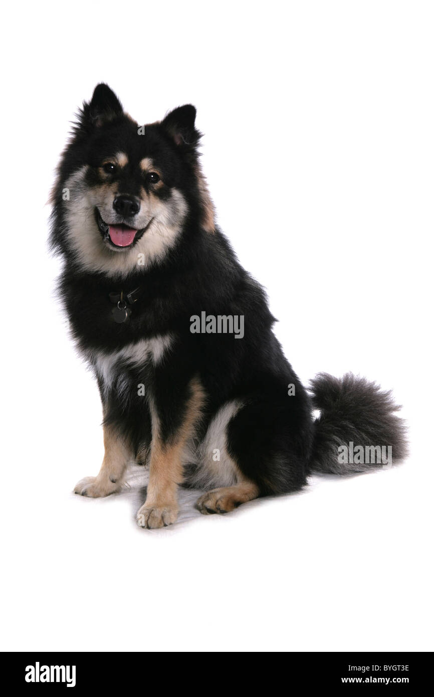 Lapphund finlandese singolo cane femmina adulta seduta studio Foto Stock