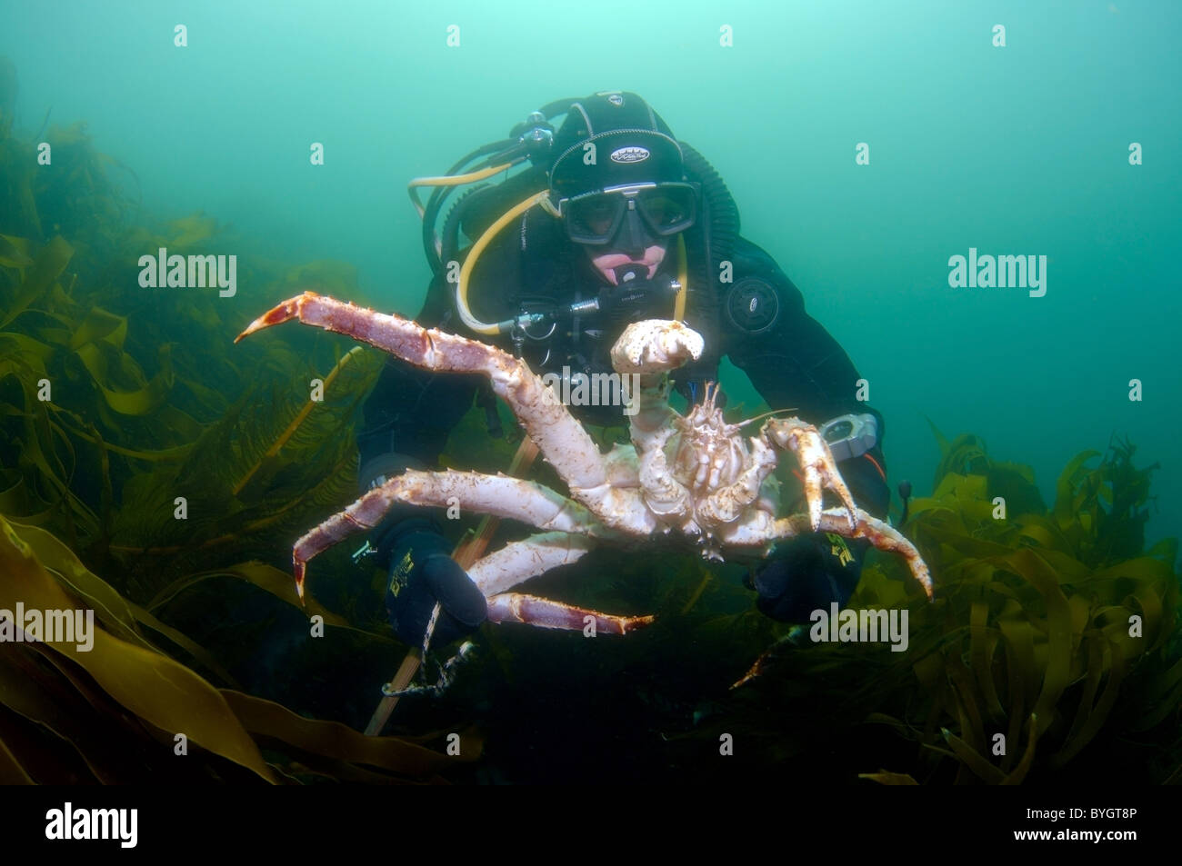 Maschio sub catture Red King Crab (Paralithodes camtschaticus) Foto Stock