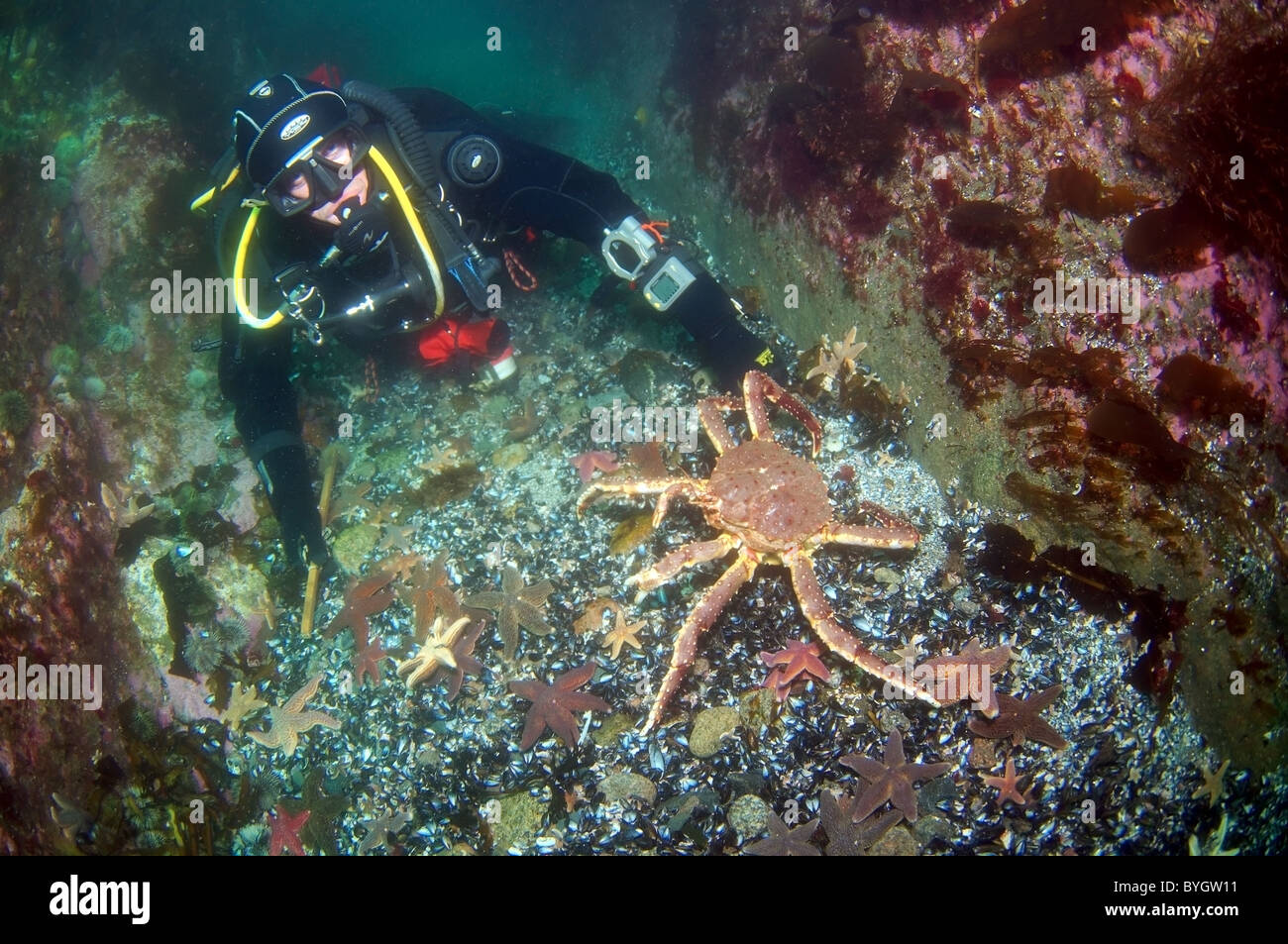 Maschio di scuba diver guardare su rosso Granchio reale (Paralithodes camtschaticus) Foto Stock