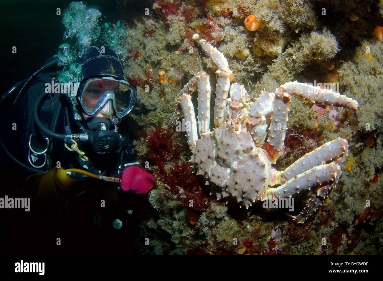 Femmina sub guardare sul Big Red King Crab (Paralithodes camtschaticus) Foto Stock