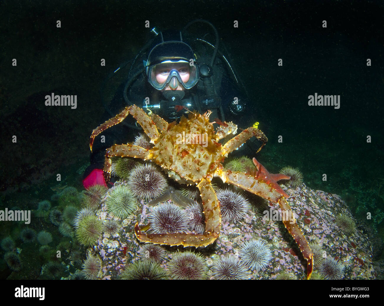 Femmina sub guardare sul Big Red King Crab (Paralithodes camtschaticus) Foto Stock