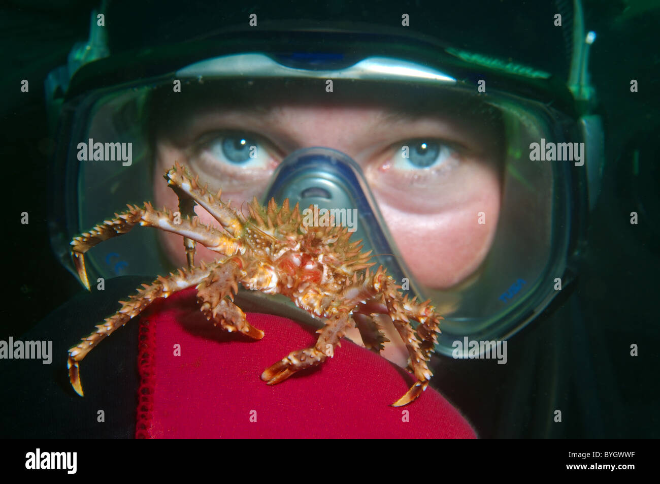 Baby Red King Crab (Paralithodes camtschaticus) granchio si siede su una femmina di scuba diver mano siede sul guanto di una femmina di scuba diver Foto Stock