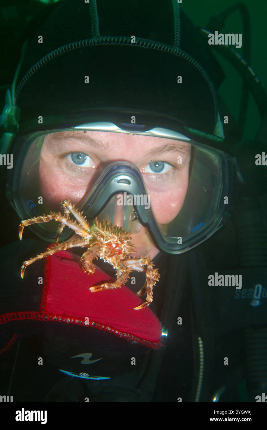 Baby Red King Crab (Paralithodes camtschaticus) granchio si siede su una femmina di scuba diver mano siede sul guanto di una femmina di scuba diver Foto Stock