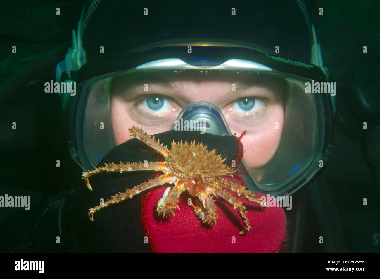 Baby Red King Crab (Paralithodes camtschaticus) granchio si siede su una femmina di scuba diver mano siede sul guanto di una femmina di scuba diver Foto Stock