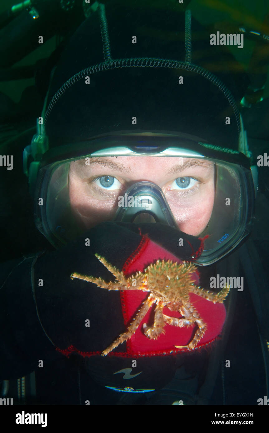 Baby Red King Crab (Paralithodes camtschaticus) granchio si siede su una femmina di scuba diver mano siede sul guanto di una femmina di scuba diver Foto Stock