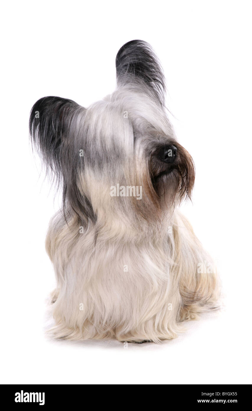 Skye Terrier cane singolo femmina adulta seduta studio Foto Stock