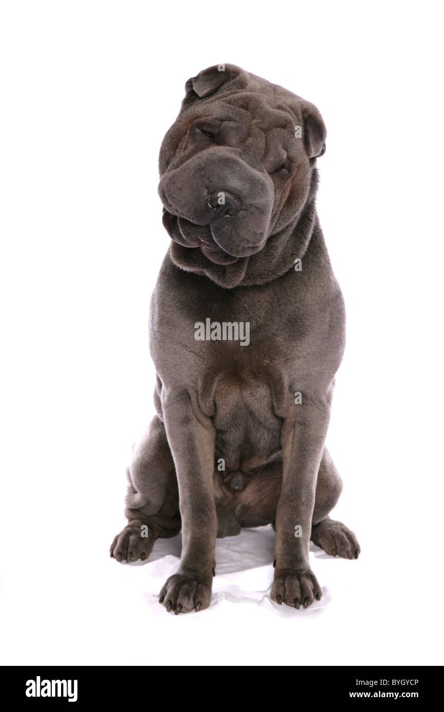Shar Pei dog sitter studio Foto Stock