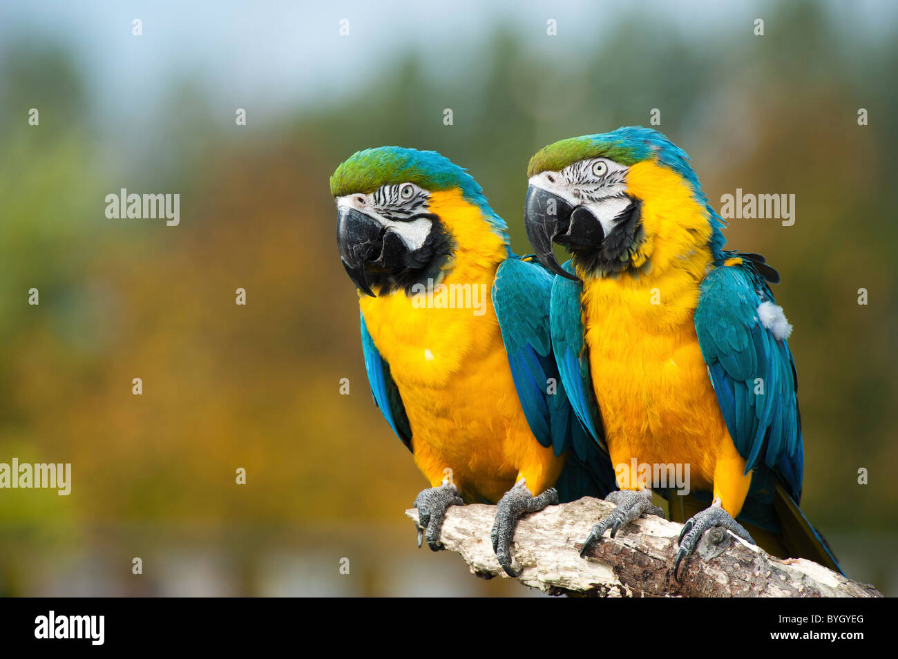 In prossimità di due belle blu e giallo macaws (Ara ararauna) Foto Stock