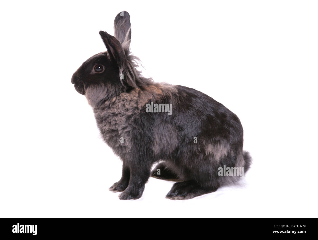 Lion dal Pelo Coniglio adulto singolo studio maschio Foto Stock