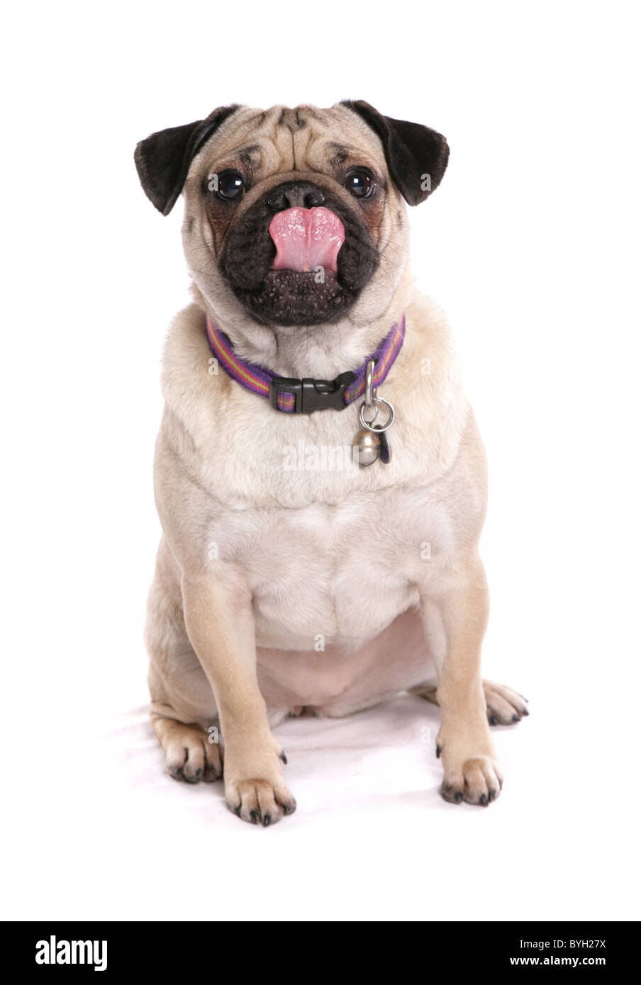 Pug singolo cane femmina adulta seduta studio Foto Stock
