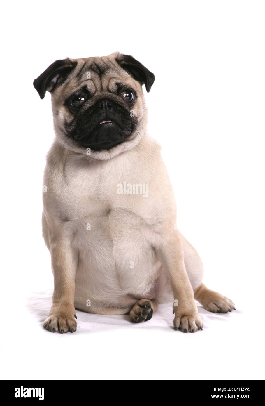 Pug singolo cane femmina adulta seduta studio Foto Stock