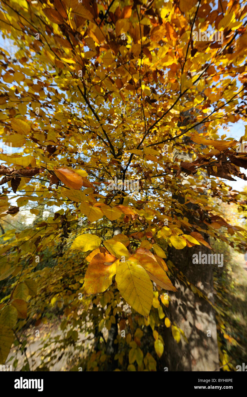 Foglie di autunno in un ampio angolo di prospettiva, Monaco di Baviera, Germania Foto Stock