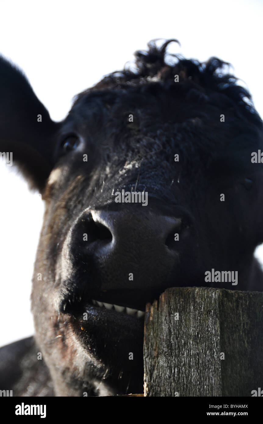 Arrabbiato vacca recinzione bighting Foto Stock