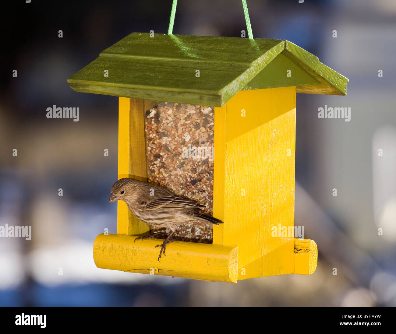 Una femmina di house finch alimentando ad un Bird Feeder Foto Stock